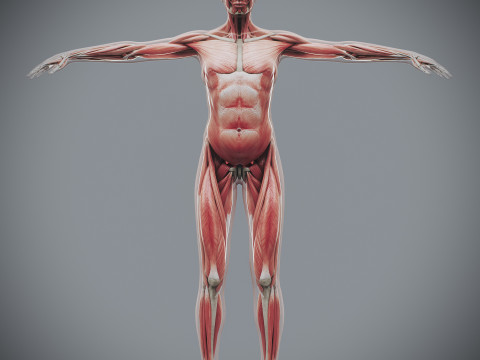 Human Female Skeletal and Muscular Anatomy Modelo 3D