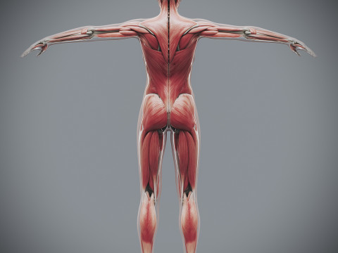 Human Female Skeletal and Muscular Anatomy Modelo 3D