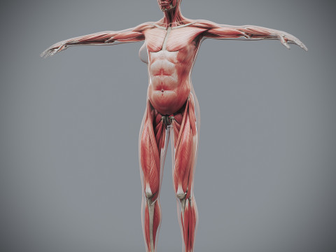 Human Female Skeletal and Muscular Anatomy Modelo 3D
