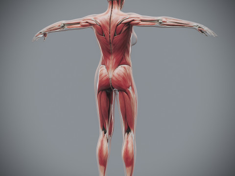 Human Female Skeletal and Muscular Anatomy Modelo 3D