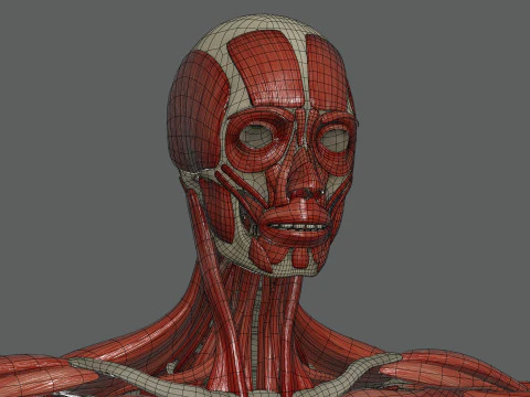 Anatomi Kerangka dan Otot Wanita Manusia Model 3D