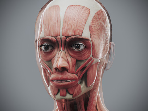 Human Female Skeletal and Muscular Anatomy Modelo 3D