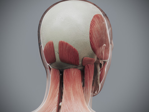 Human Female Skeletal and Muscular Anatomy Modelo 3D