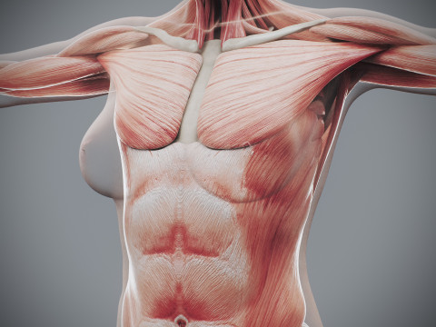 Human Female Skeletal and Muscular Anatomy Modelo 3D