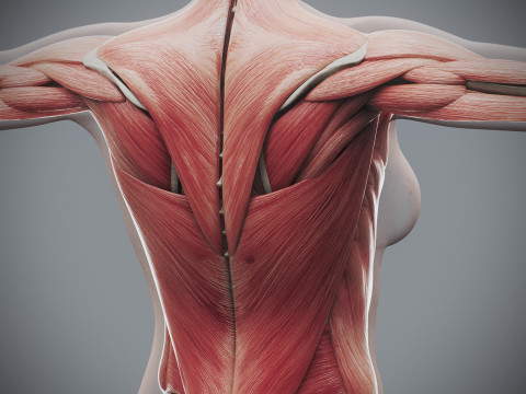 Human Female Skeletal and Muscular Anatomy Modelo 3D