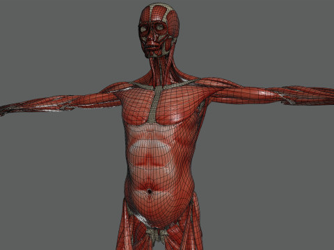 Human Female Skeletal and Muscular Anatomy Modelo 3D