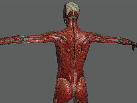 Human Female Skeletal and Muscular Anatomy Modelo 3D