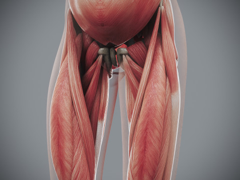 Human Female Skeletal and Muscular Anatomy Modelo 3D