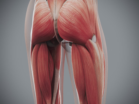 Human Female Skeletal and Muscular Anatomy Modelo 3D