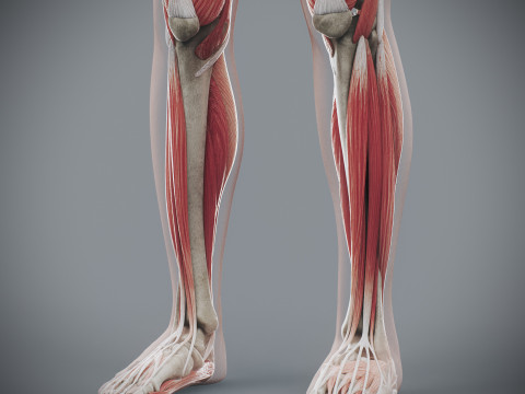 Human Female Skeletal and Muscular Anatomy Modelo 3D