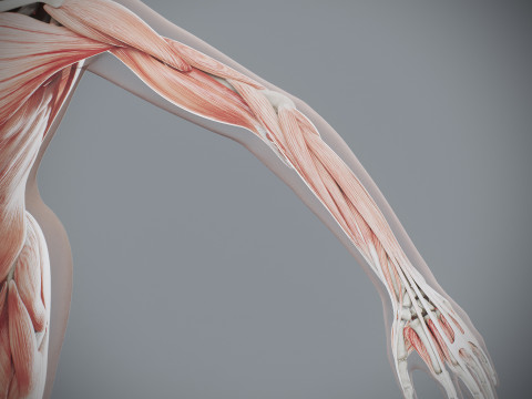 Human Female Skeletal and Muscular Anatomy Modelo 3D