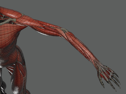 Human Female Skeletal and Muscular Anatomy Modelo 3D