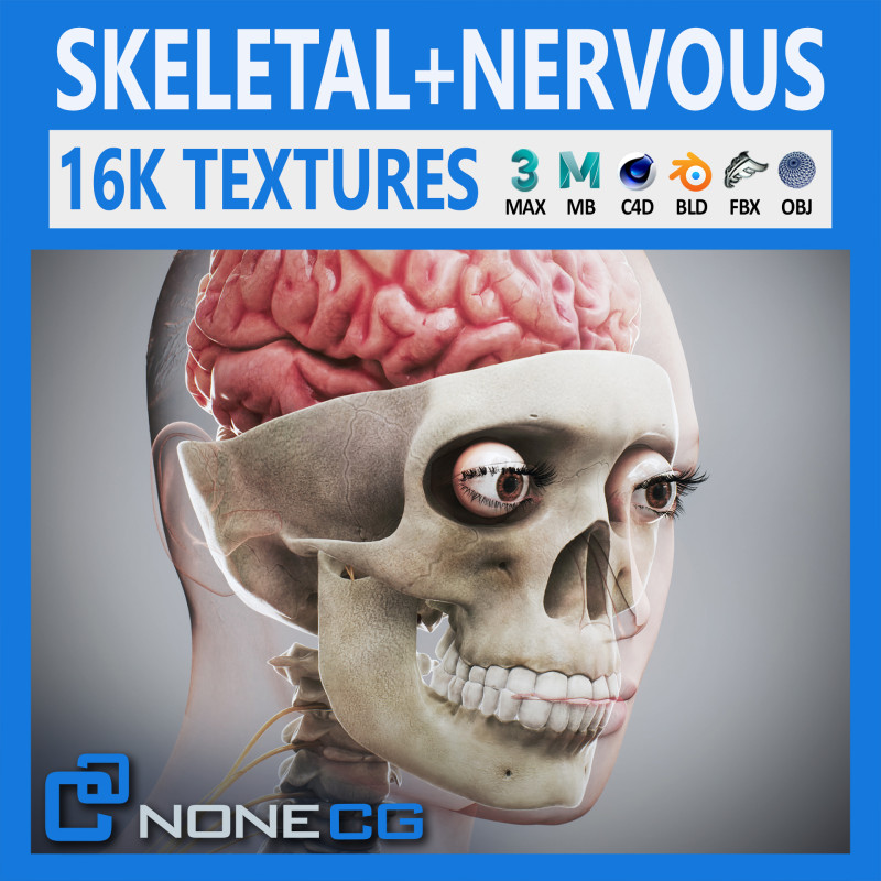 Human Female Skeletal and Nervous Anatomy 3D Model .c4d .max .obj .3ds .fbx .stl .blend