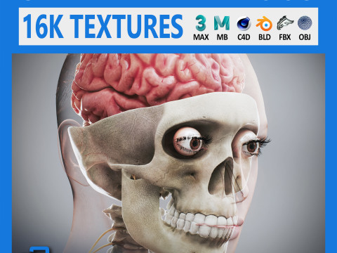 Human Female Skeletal and Nervous Anatomy 3D-Modell