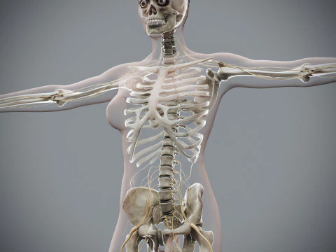 Menselijke vrouwelijke skelet- en zenuwanatomie 3D Model