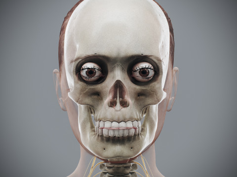 Human Female Skeletal and Nervous Anatomy 3D Model