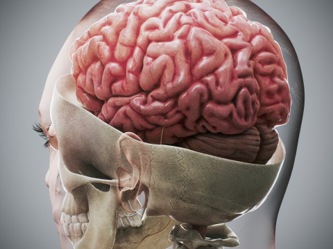 Human Female Skeletal and Nervous Anatomy 3D Model