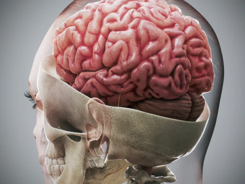 Menselijke vrouwelijke skelet- en zenuwanatomie 3D Model