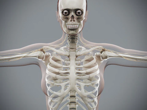 Menselijke vrouwelijke skelet- en zenuwanatomie 3D Model