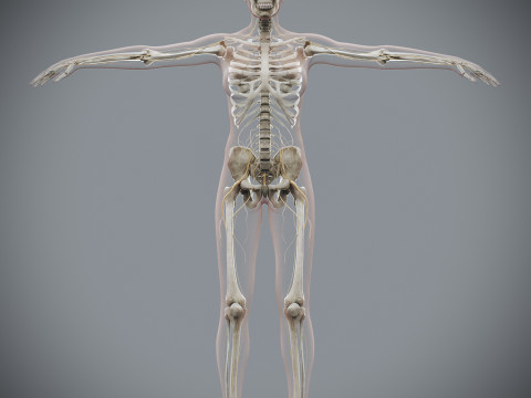 Human Female Skeletal and Nervous Anatomy 3D Model