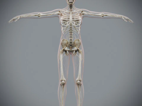 Menselijke vrouwelijke skelet- en zenuwanatomie 3D Model