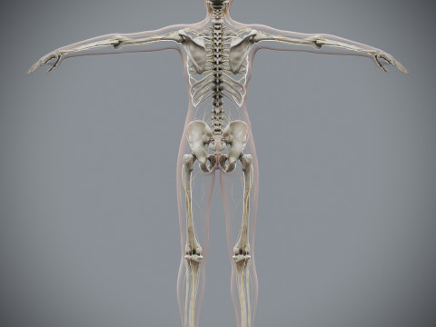 Human Female Skeletal and Nervous Anatomy 3D Model