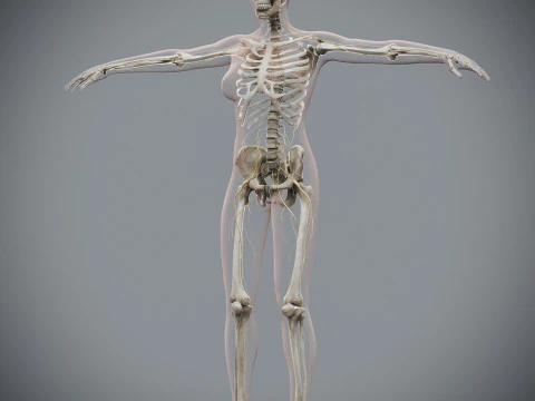 Menselijke vrouwelijke skelet- en zenuwanatomie 3D Model