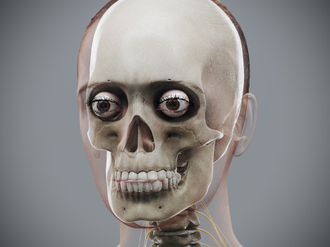 Human Female Skeletal and Nervous Anatomy 3D Model