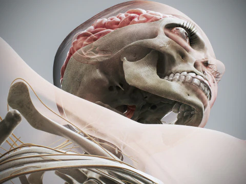 Menselijke vrouwelijke skelet- en zenuwanatomie 3D Model