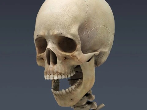 Menselijke vrouwelijke skelet- en zenuwanatomie 3D Model