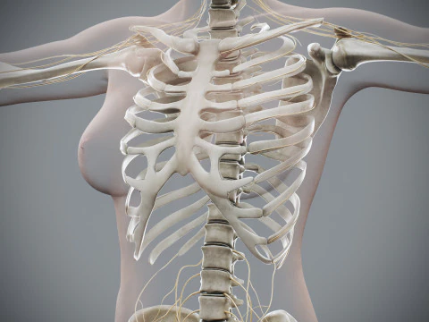 Menselijke vrouwelijke skelet- en zenuwanatomie 3D Model