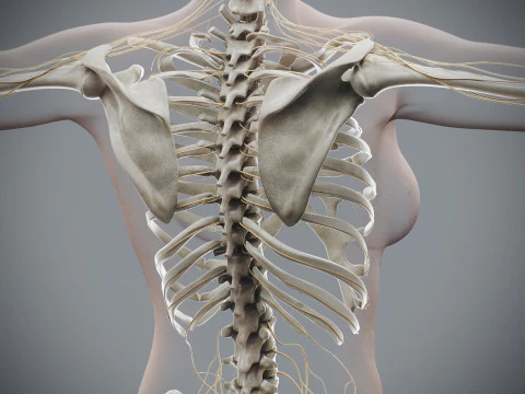 Menselijke vrouwelijke skelet- en zenuwanatomie 3D Model