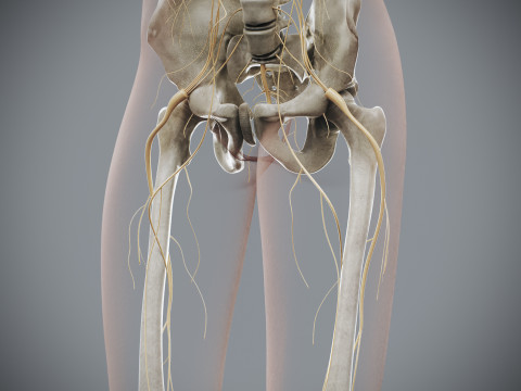 Human Female Skeletal and Nervous Anatomy 3D Model