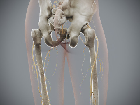 Human Female Skeletal and Nervous Anatomy 3D Model