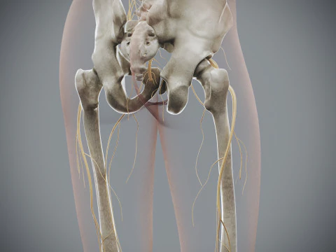 Menselijke vrouwelijke skelet- en zenuwanatomie 3D Model