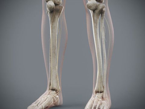 Human Female Skeletal and Nervous Anatomy 3D Model