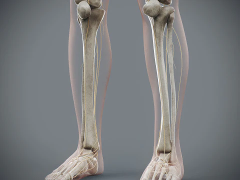 Menselijke vrouwelijke skelet- en zenuwanatomie 3D Model