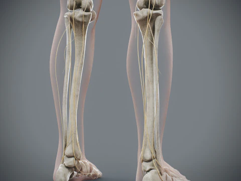 Menselijke vrouwelijke skelet- en zenuwanatomie 3D Model