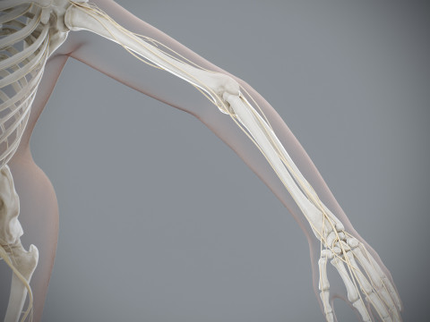 Human Female Skeletal and Nervous Anatomy 3D Model