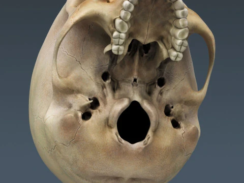 Menselijke vrouwelijke skelet- en zenuwanatomie 3D Model