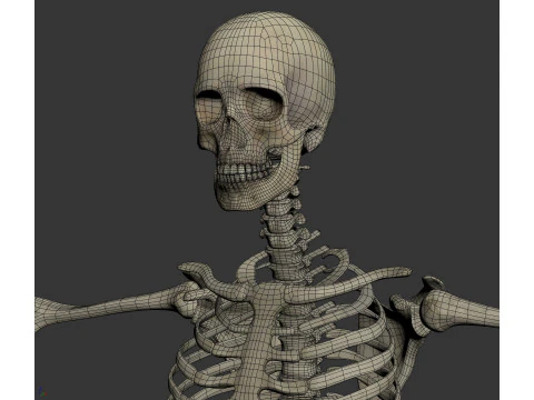 Menselijke vrouwelijke skelet- en zenuwanatomie 3D Model