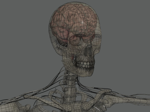 Human Female Skeletal and Nervous Anatomy 3D Model