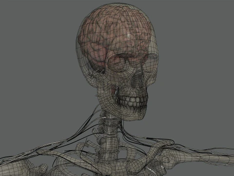 Menselijke vrouwelijke skelet- en zenuwanatomie 3D Model