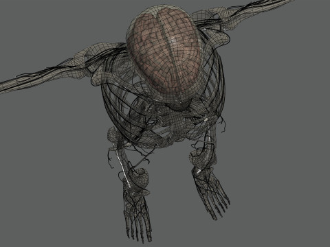 Human Female Skeletal and Nervous Anatomy 3D Model