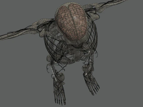 Menselijke vrouwelijke skelet- en zenuwanatomie 3D Model