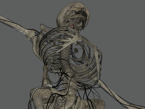 Human Female Skeletal and Nervous Anatomy 3D Model