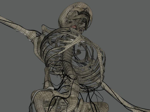 Menselijke vrouwelijke skelet- en zenuwanatomie 3D Model