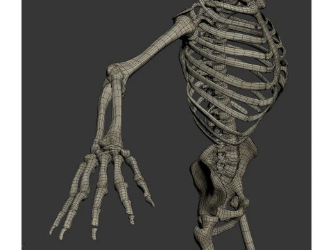 Menselijke vrouwelijke skelet- en zenuwanatomie 3D Model