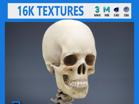 Menschliches Skelettsystem manipuliert 3D Modell