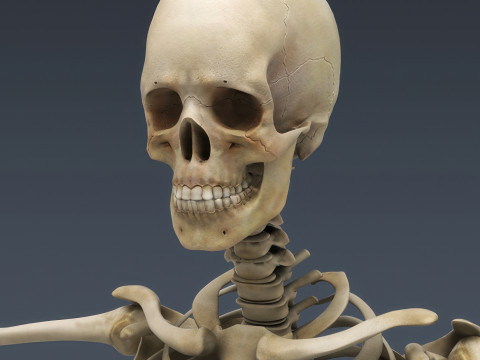 Menschliches Skelettsystem manipuliert 3D Modell